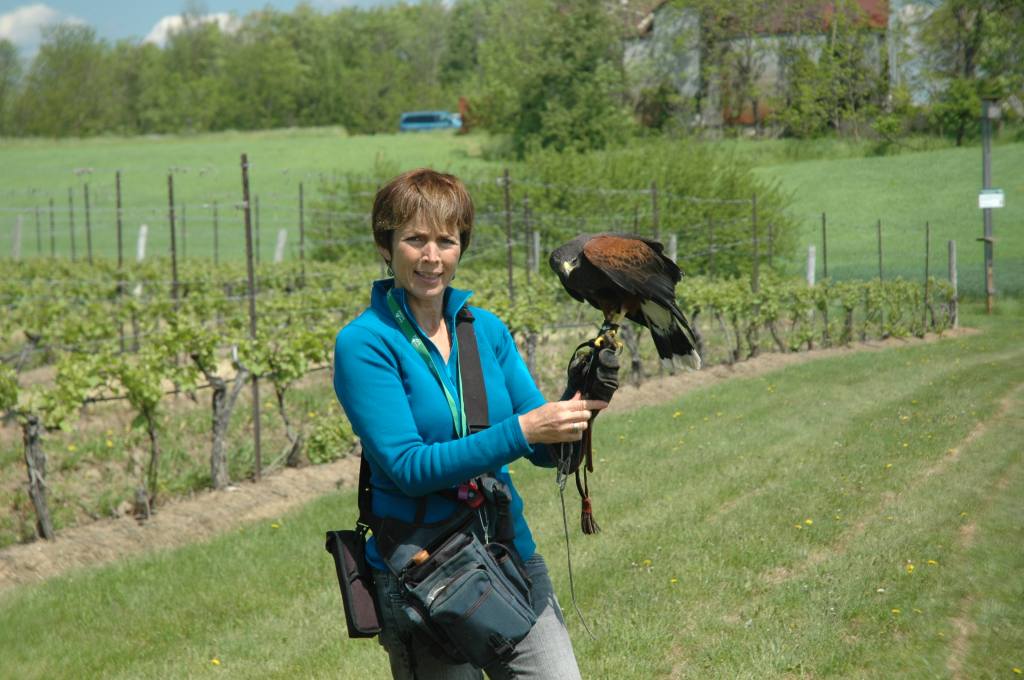 Falconry at Featherstone